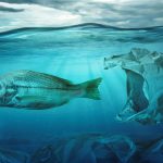 Recyclage du plastique : La grande illusion Plastique