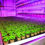 Jungle, la verticalité d’une autre agriculture Jungle