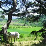 Sens Nomades, boussole du nouveau tourisme